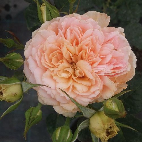 Rozen bestellen en bezorgen - floribunda roos - oranje - Rosa Jelena™ - sterk geurende roos - PhenoGeno Roses - -